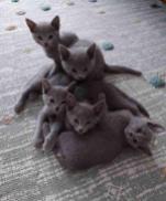 Purebred russian blue cats for sale at the best price